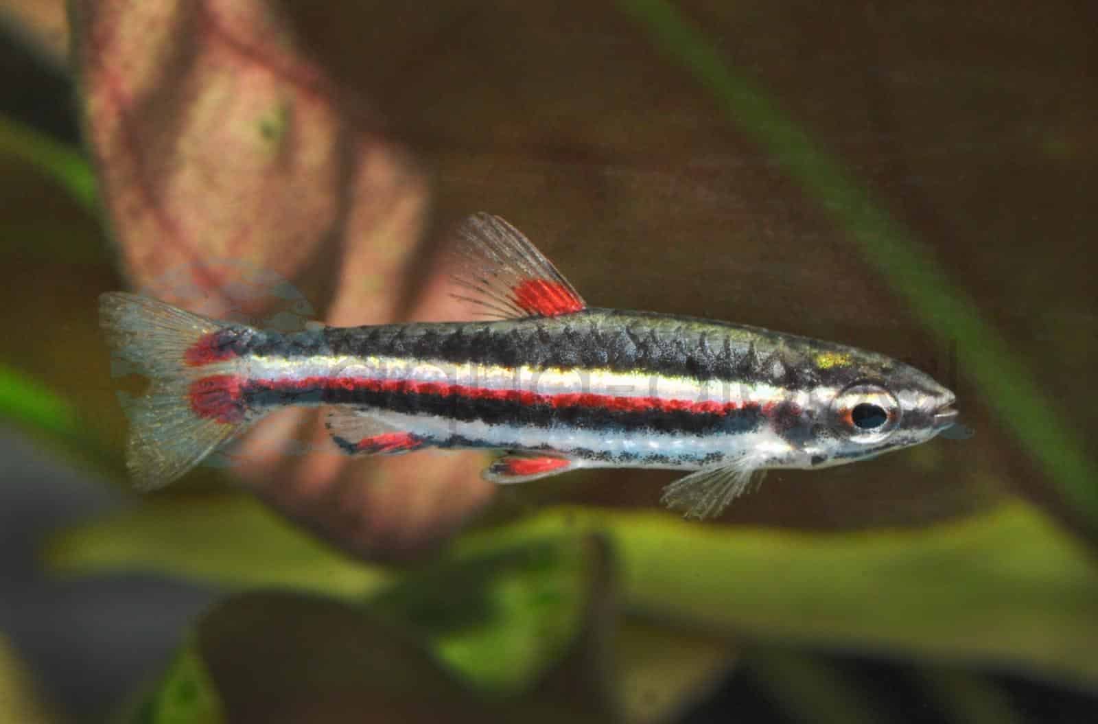 Kleiner Ziersalmler (Nannostomus marginatus)