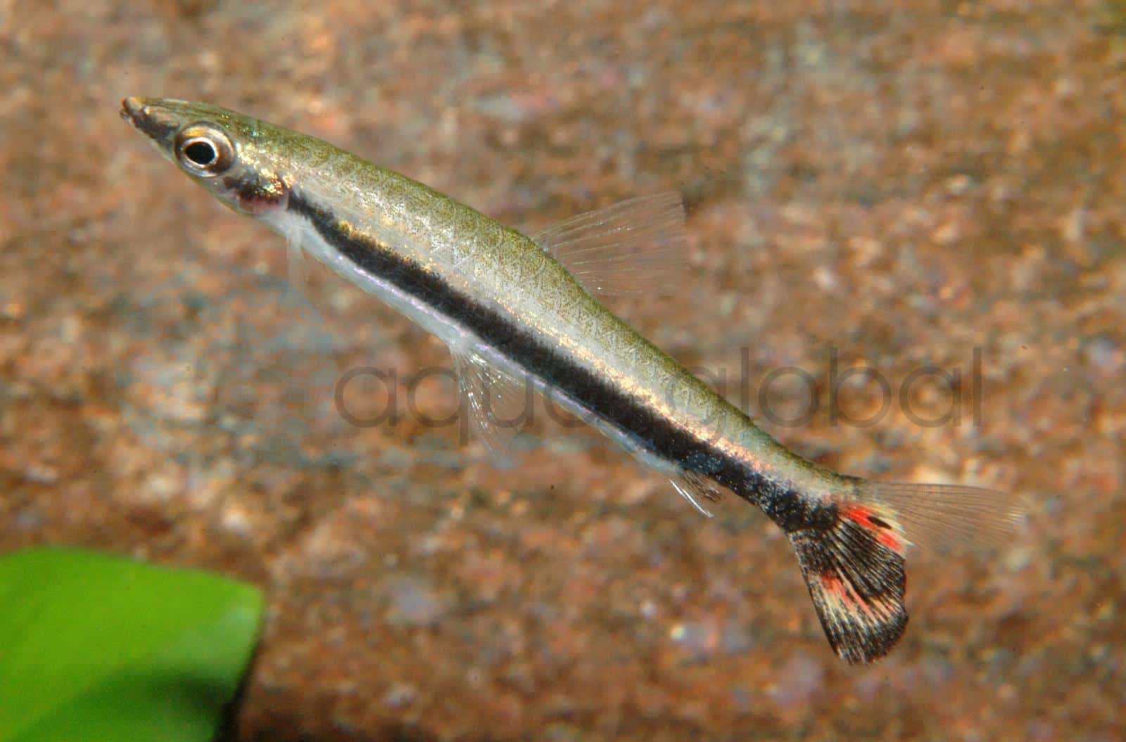 Einbinden-Ziersalmler (Nannostomus unifasciatus)