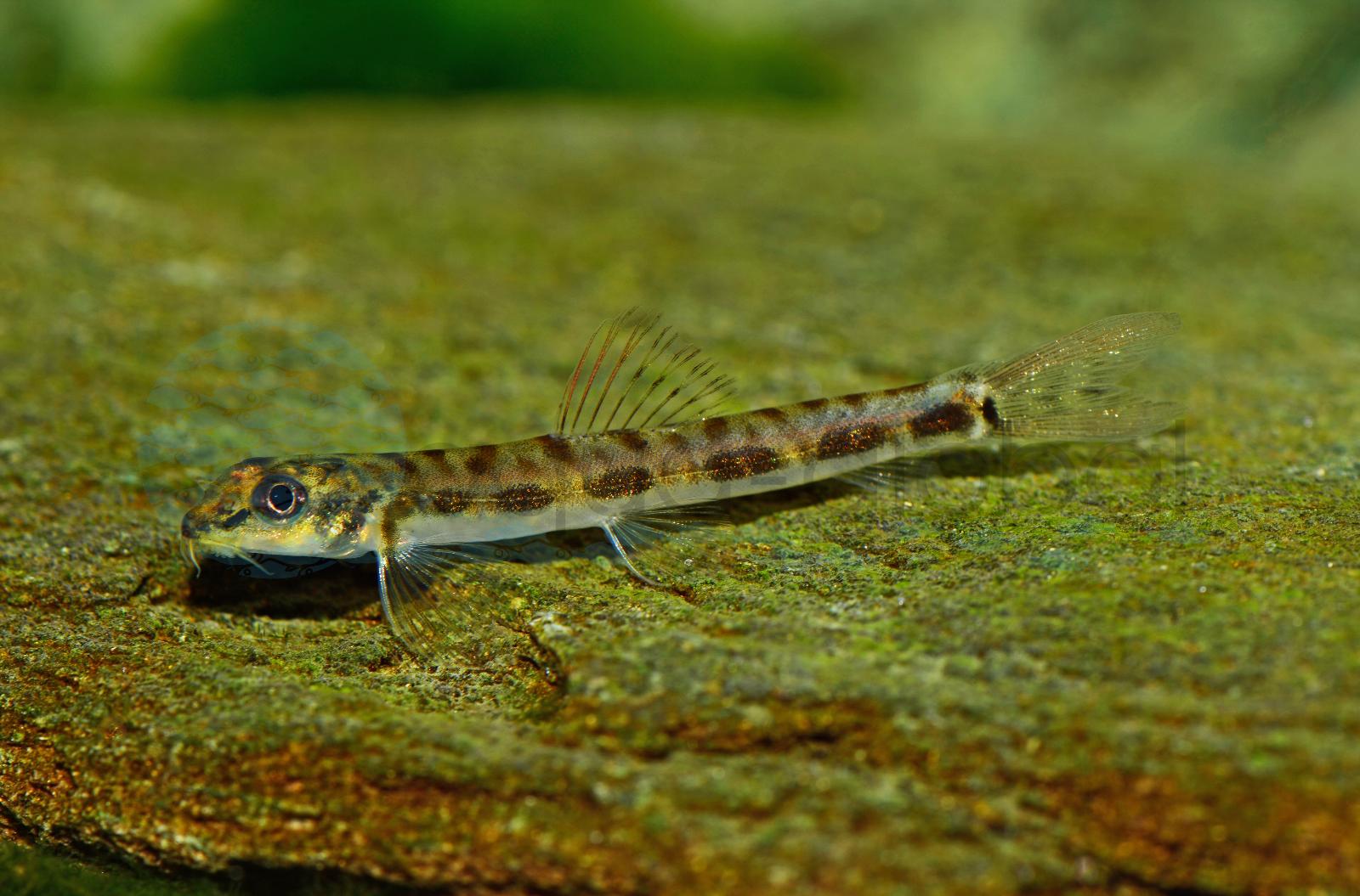 Morsecode-Schmerle (Nemacheilus stigmofasciatus)