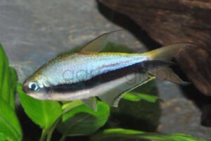 Kaisersalmler