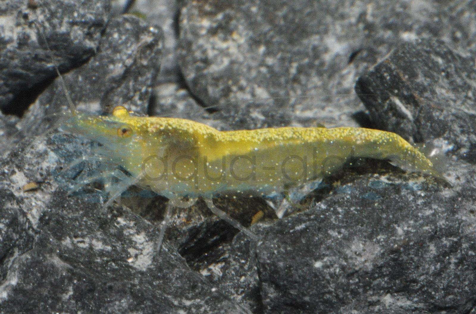 Gelbe Zwerggarnele (Neocaridina davidi "Gelb")
