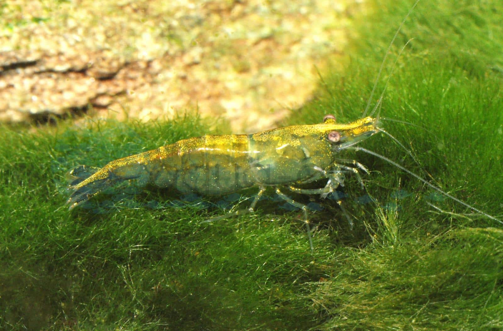 Grüne Zwerggarnele (Neocaridina davidi "Grün")