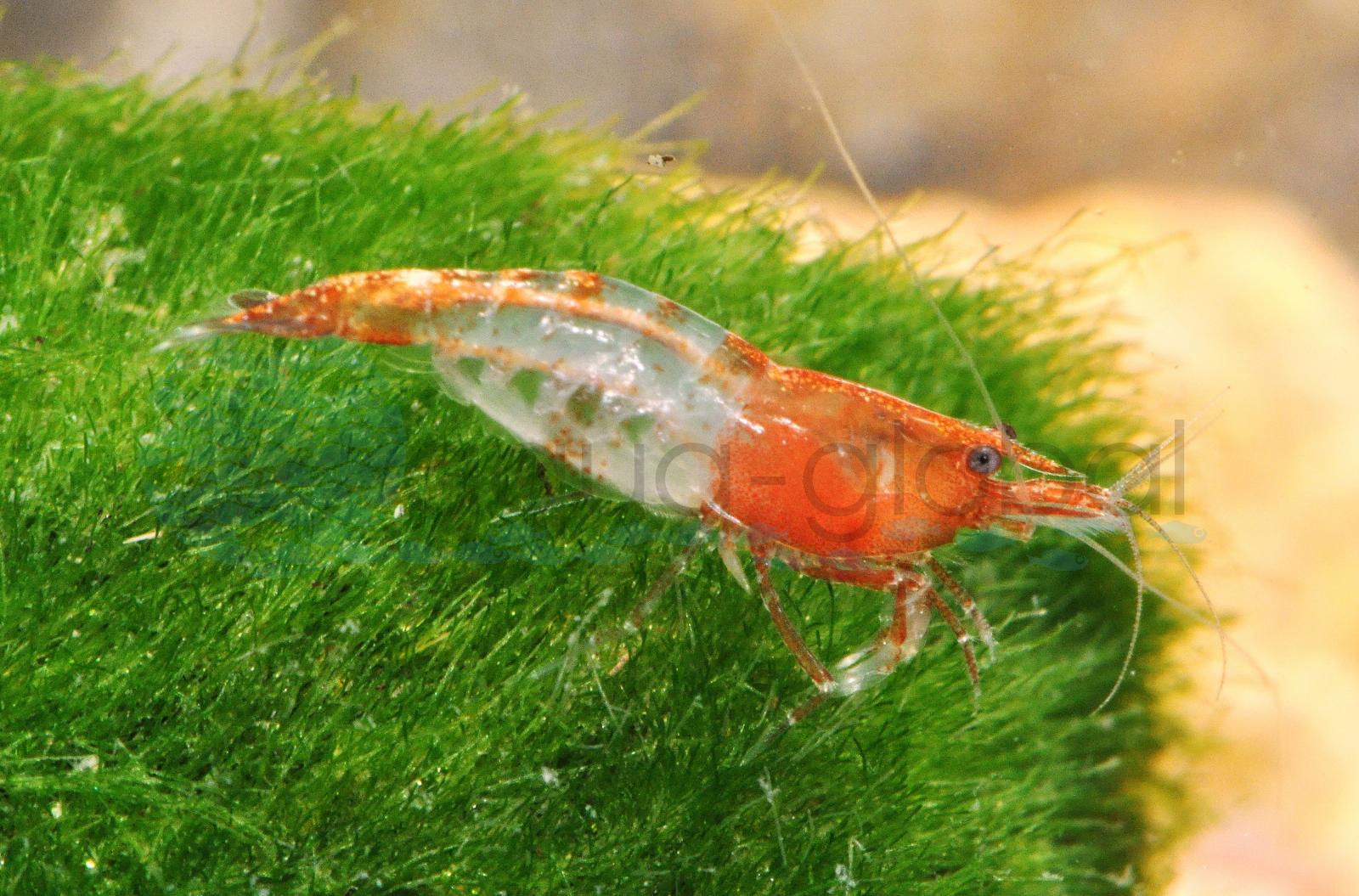 Rote Rili-Zwerggarnele (Neocaridina davidi "Rote Rili")