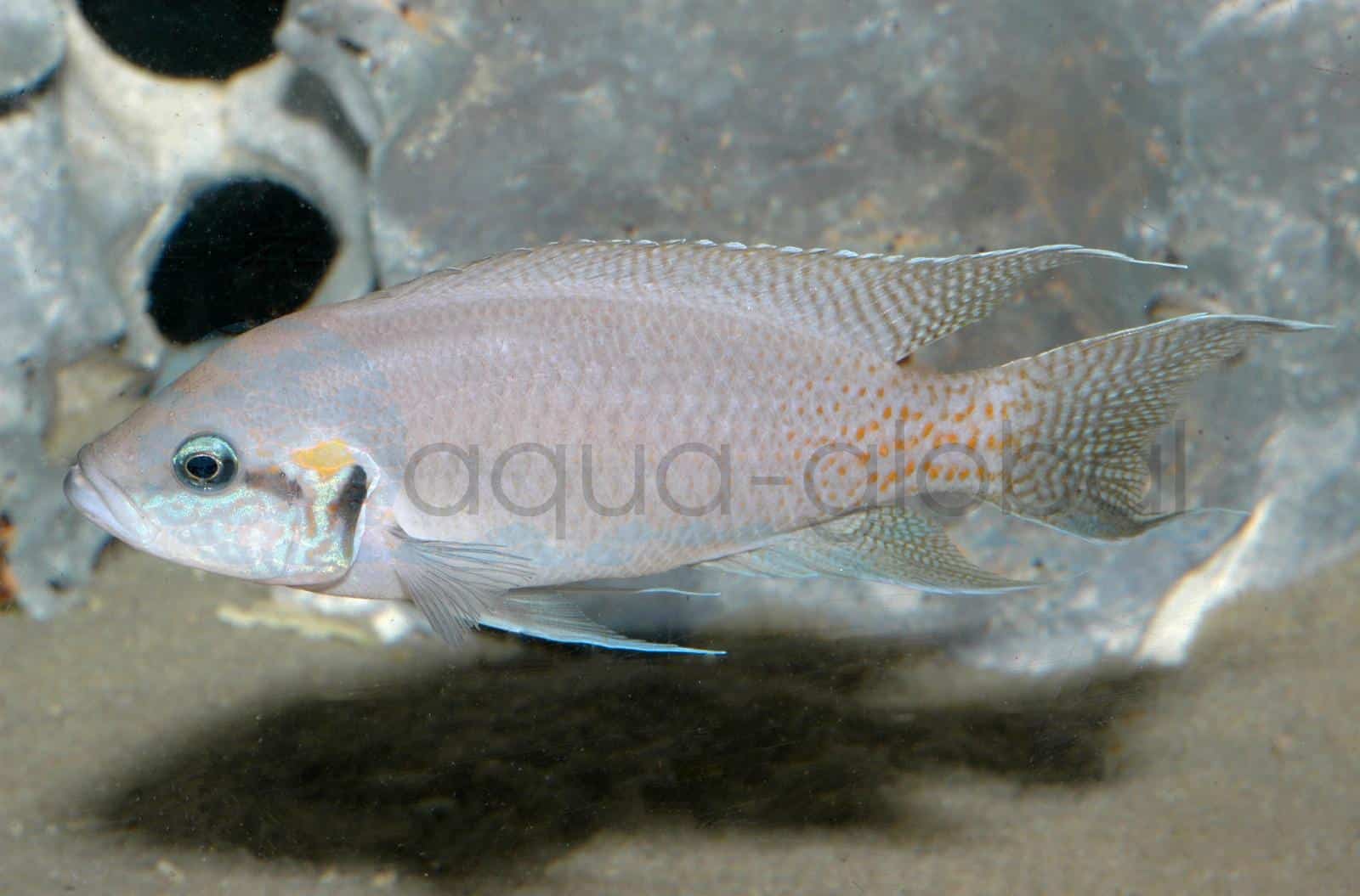 Prinzessin von Burundi (Neolamprologus brichardi)