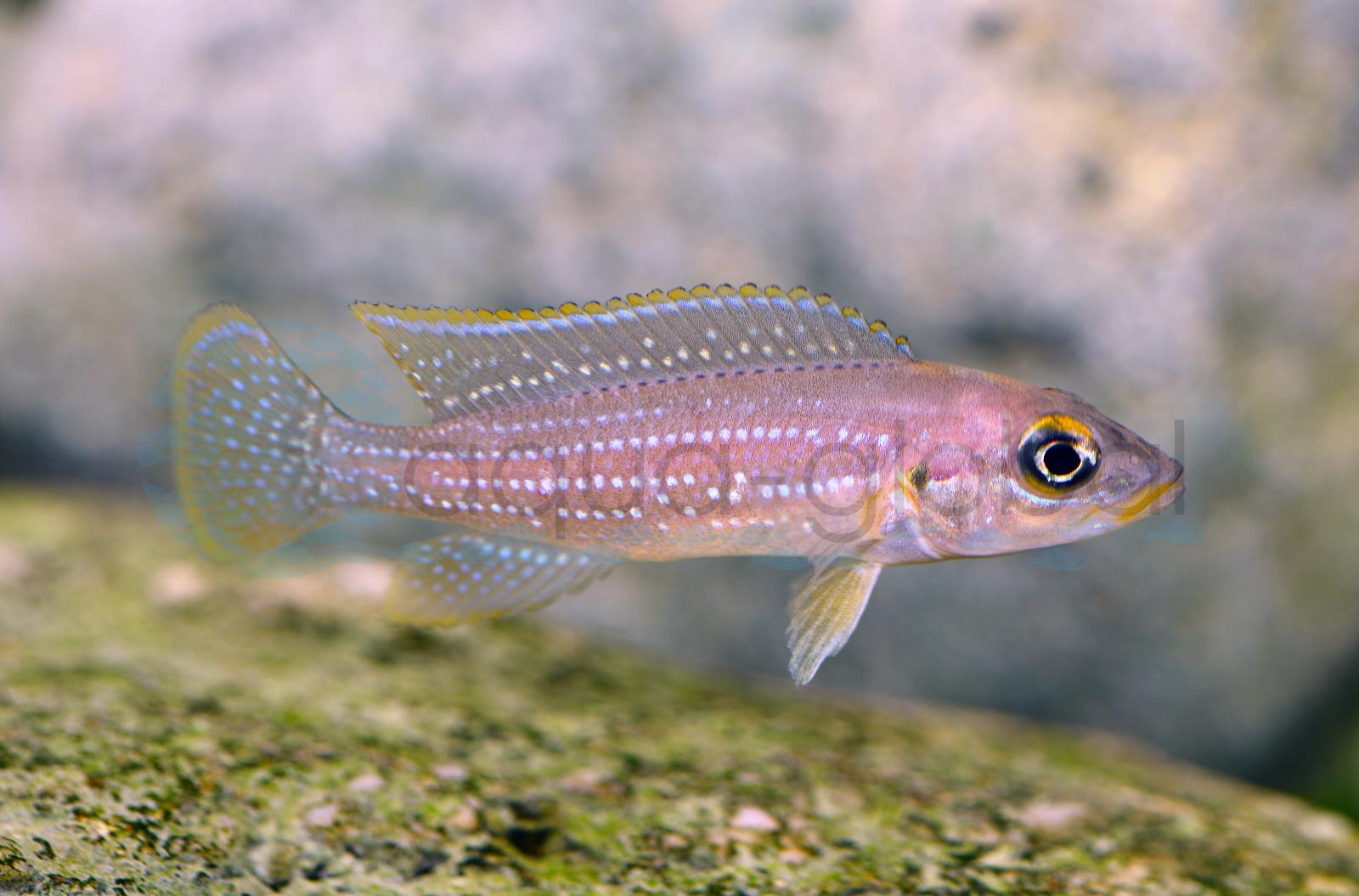 Perllinien-Tanganjikabuntbarsch (Neolamprologus tetracanthus)