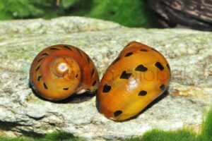 Leopard-Rennschnecke