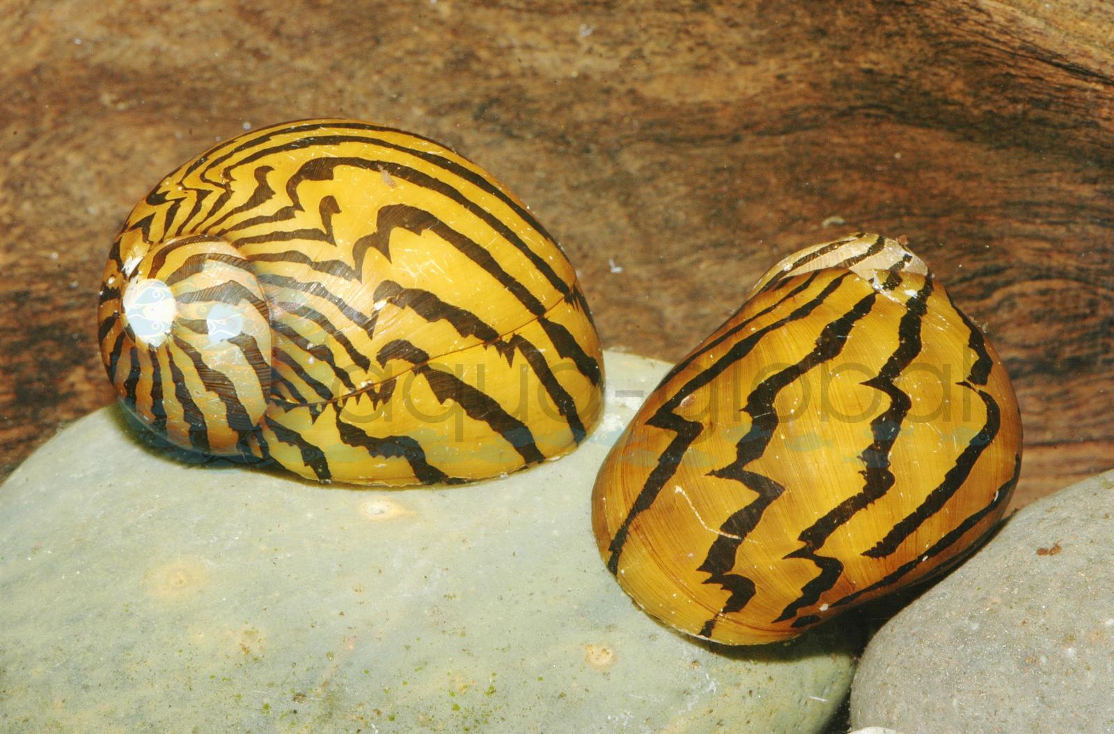 Zebra-Algenrennschnecke (Neritina turrita var. Zebra)