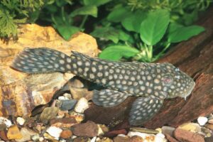 L 020 Polka Dot Pleco