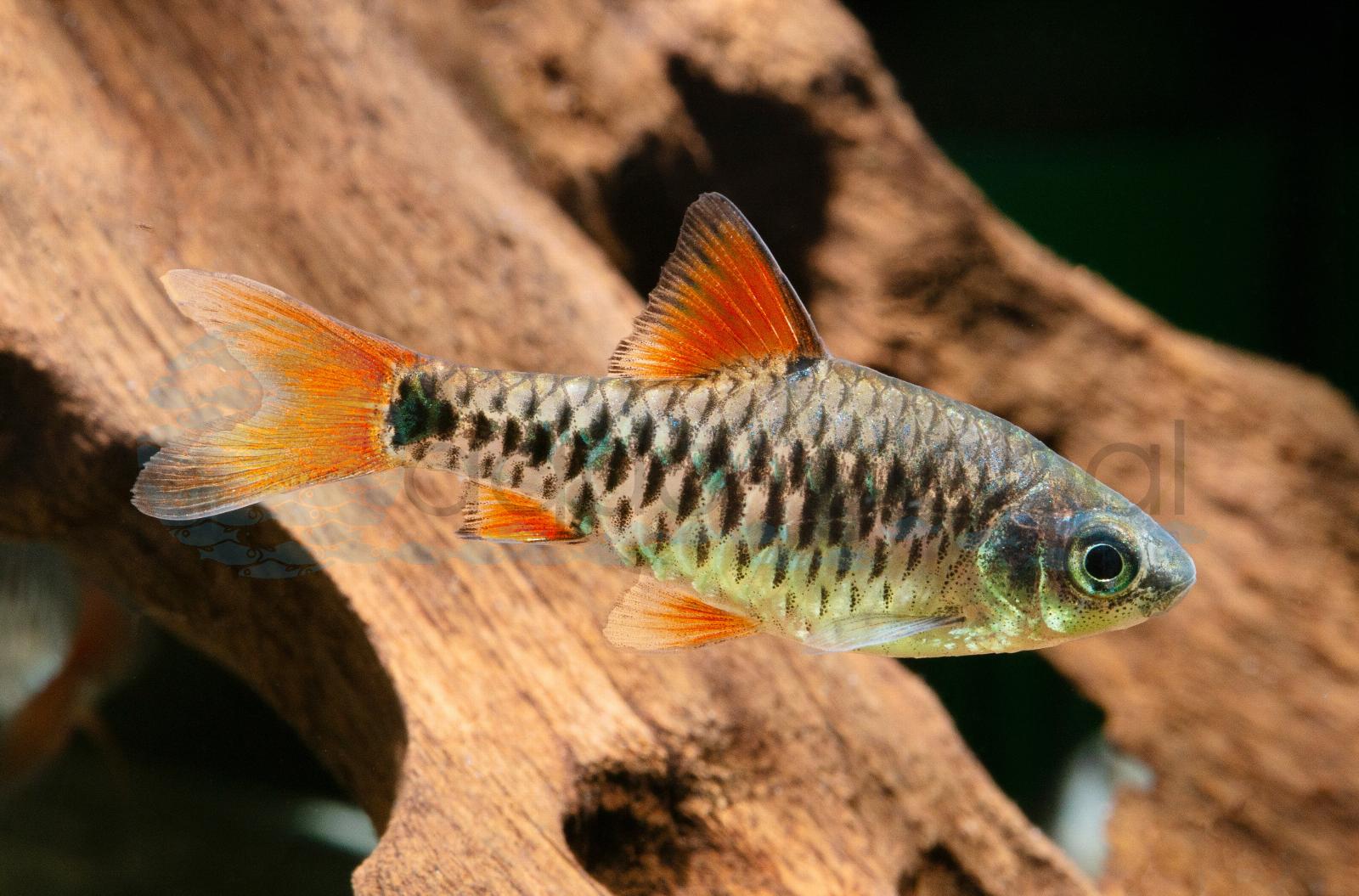 Eilandbarbe (Oliotius oligolepis)