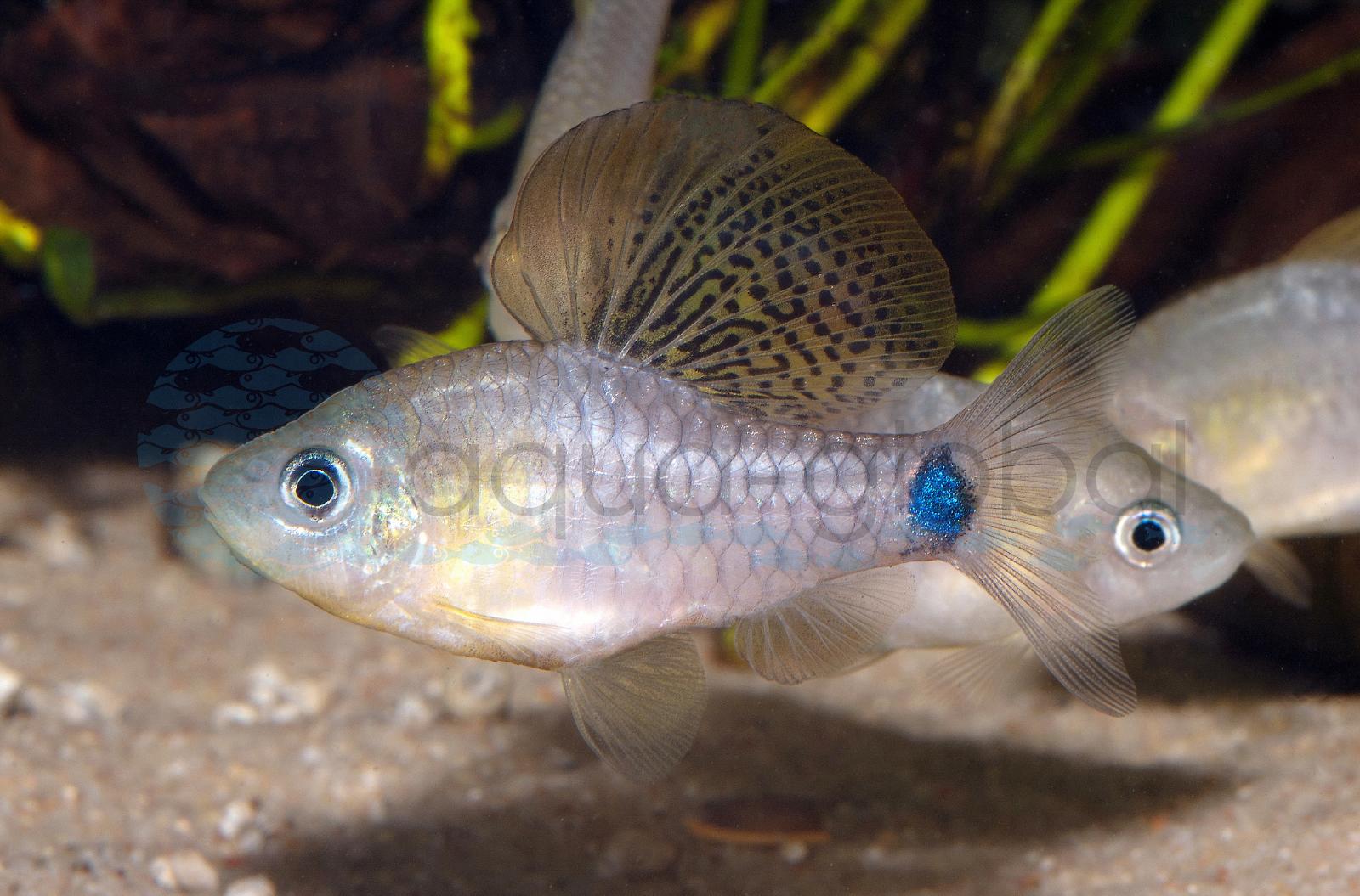Indische Segelflossenbarbe (Oreichthys crenuchoides)