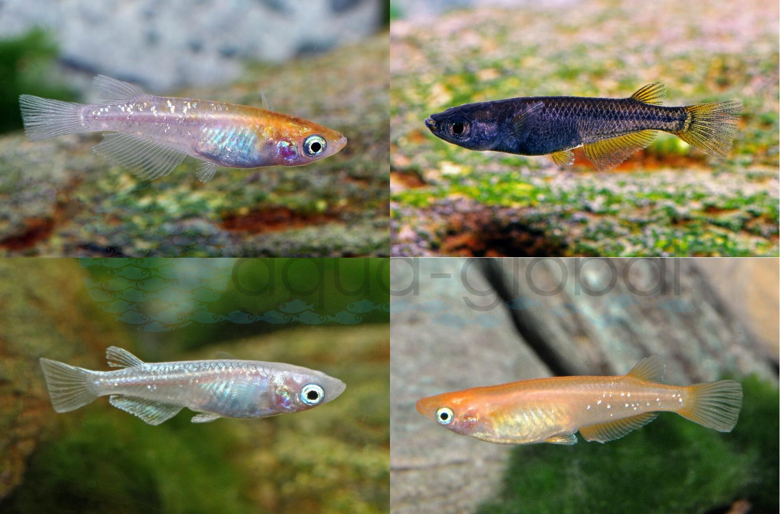 Reisfisch-Mix (Medaka) (Oryzias latipes "Mix")