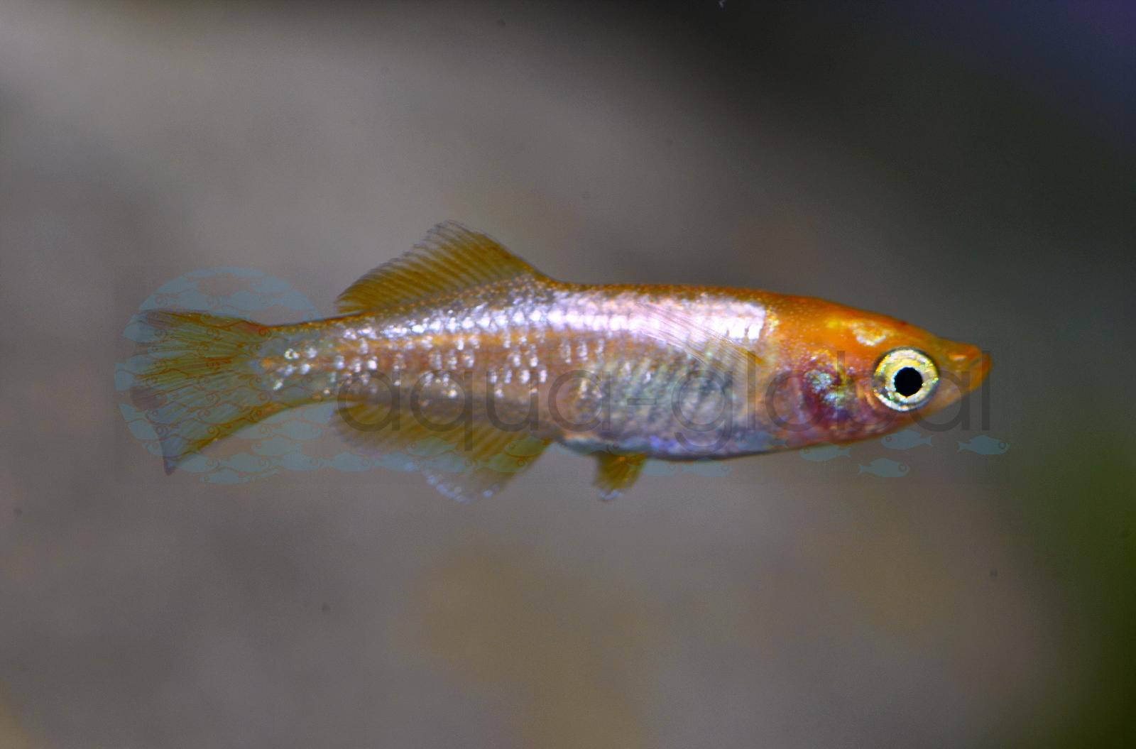 Halfmoon-Orange-Reisfisch (Oryzias latipes var. "Halfmoon-Orange")