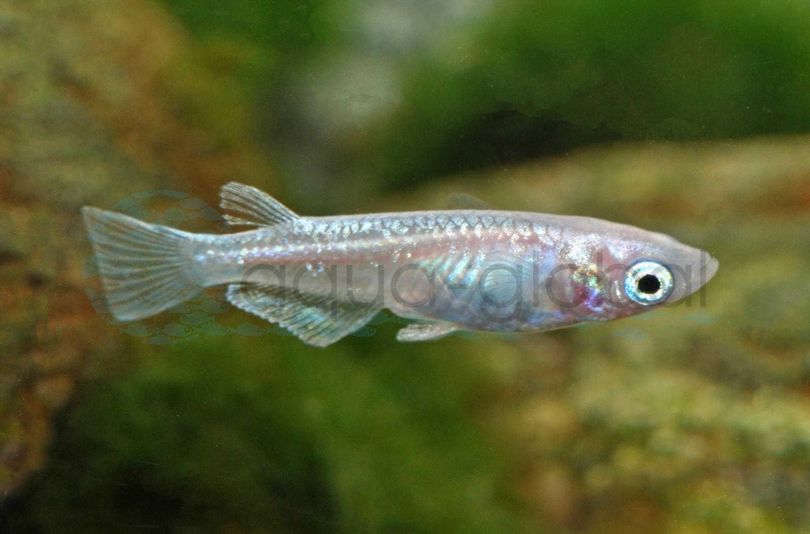 Platinum-Reisfisch (Medaka) (Oryzias latipes var. "Miyuki")