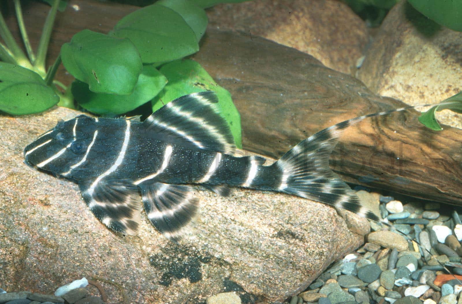 L 204 Peru-Zebrawels (Panaqolus albivermis)