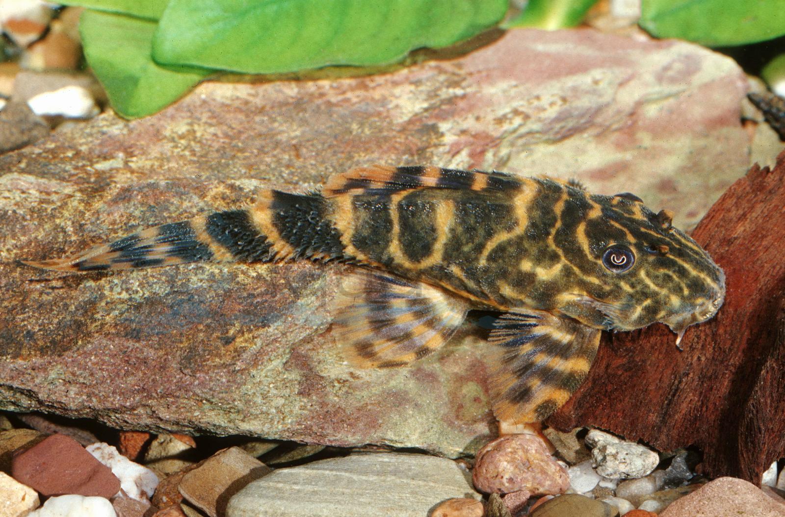 Zierbinden-Zwergschilderwels (Panaqolus cf. maccus (LDA67))