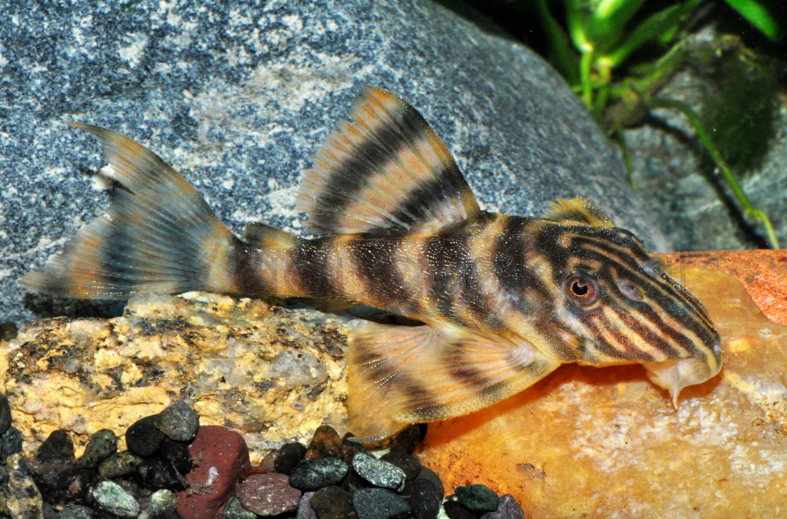 L 169 Gold-Tigerharnischwels (Panaqolus sp. (L169))