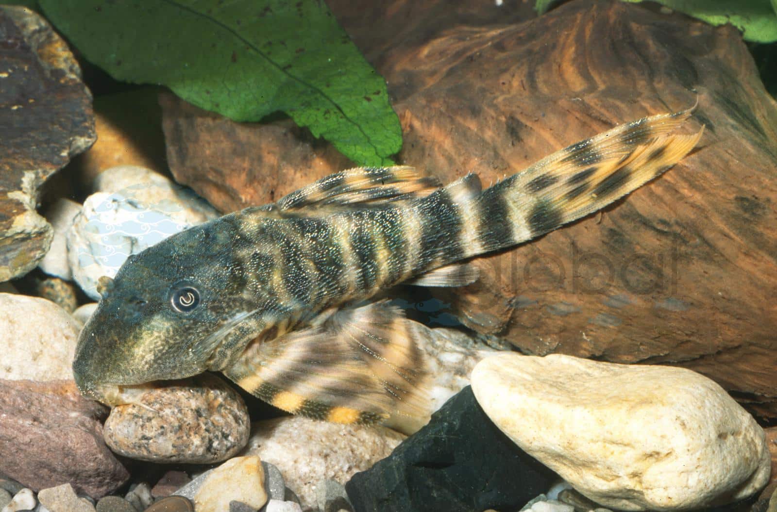 L 206 Ucayali-Tigerharnischwels (Panaqolus sp. "L206")