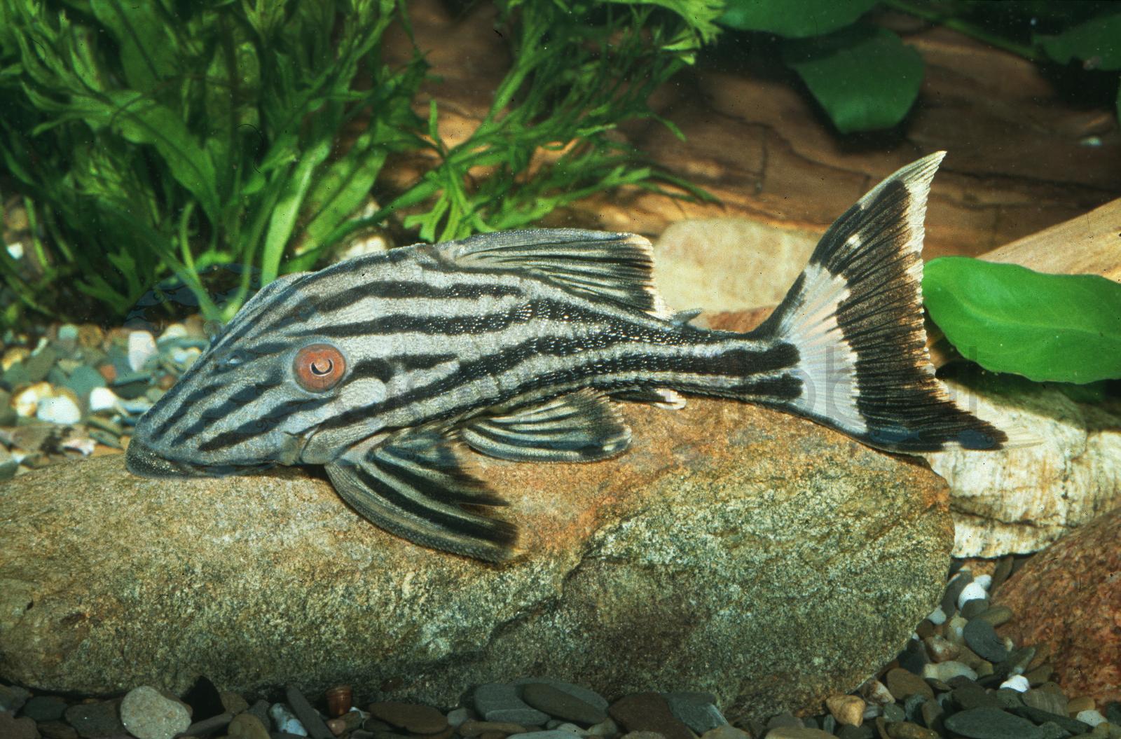 L 190 Royal-Pleco (Panaque nigrolineatus)