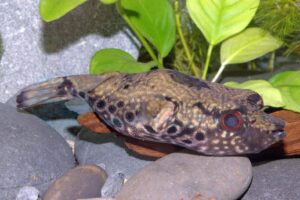 Echter Palembang-Kugelfisch