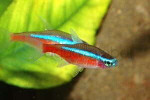Roter Neon-Orinoko