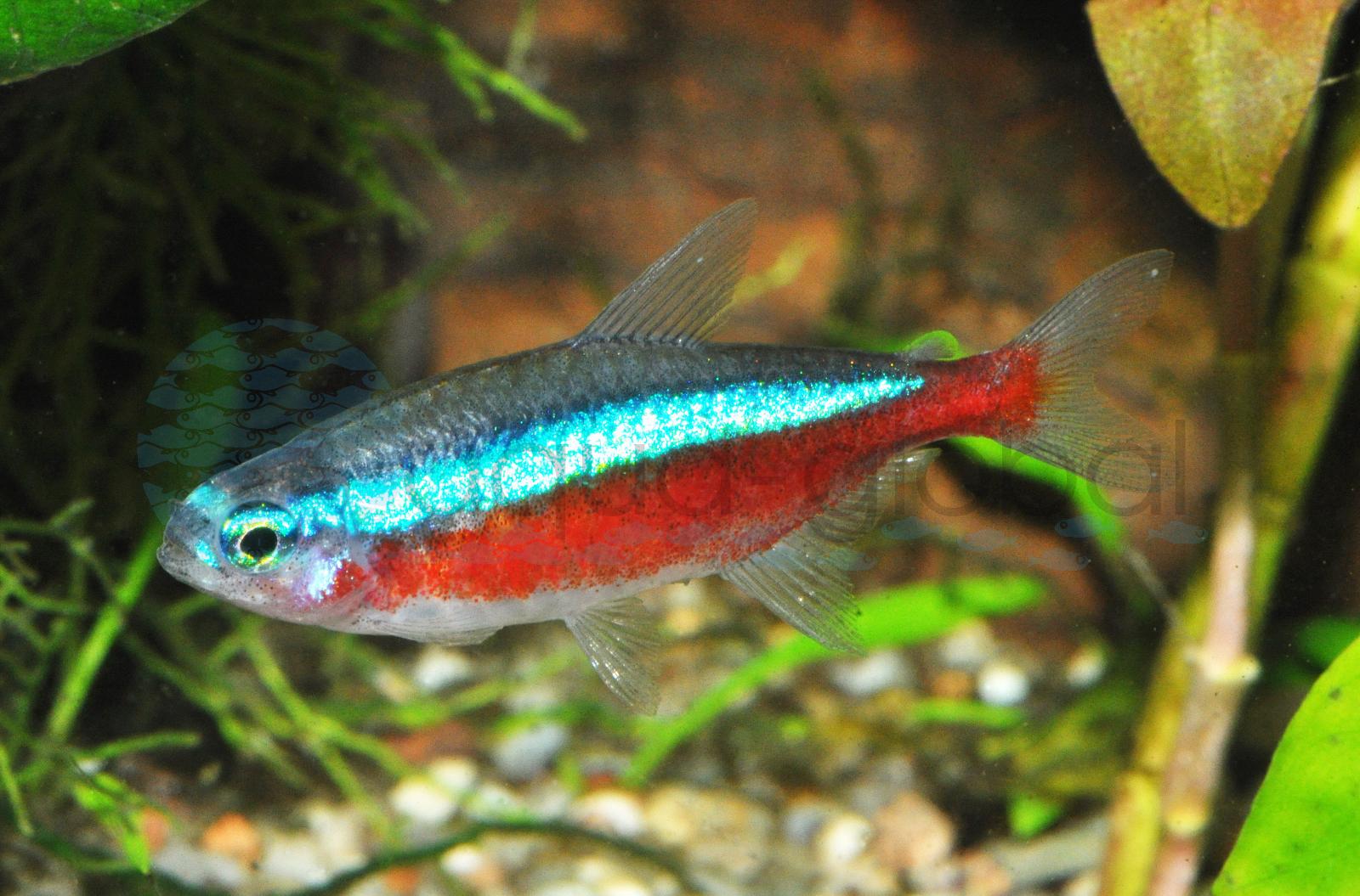 Roter Neon (Paracheirodon axelrodi)