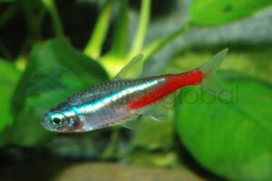 Neonsalmler
