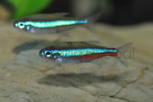 Blauer Neon