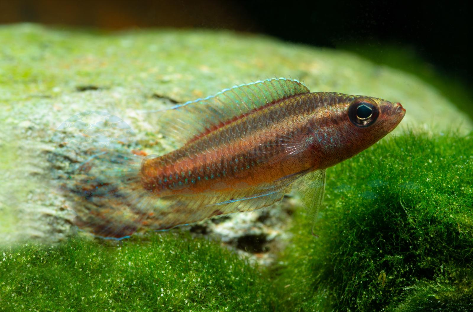 Sumpf-Prachtzwerggurami (Parosphromenus paludicola)