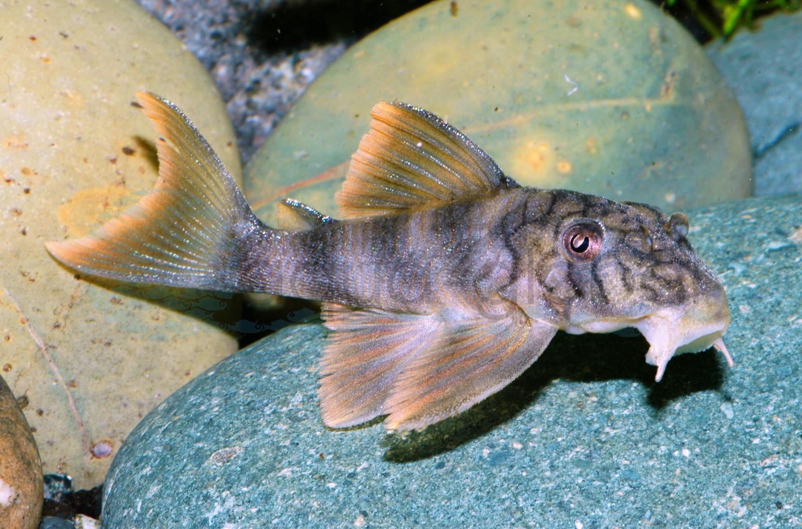 L 121 Wurmlinien-Peckoltia (Peckoltia braueri)