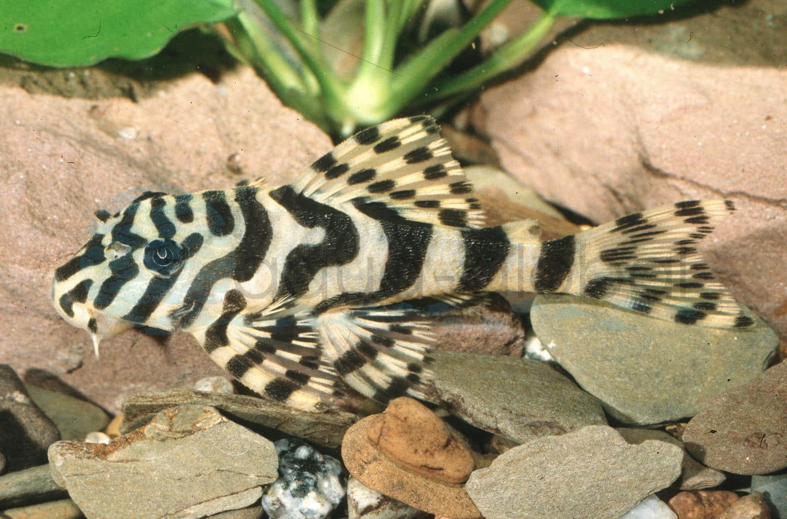 L 134 Imperial Tiger Pleco (Peckoltia compta)