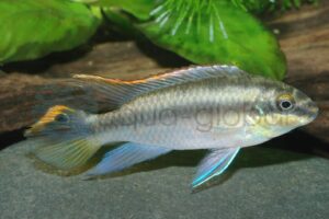 Purpurprachtbarsch