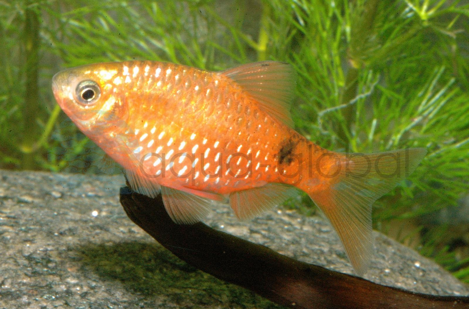 Prachtbarbe-Neon-Rot (Pethia conchonius "Neon")