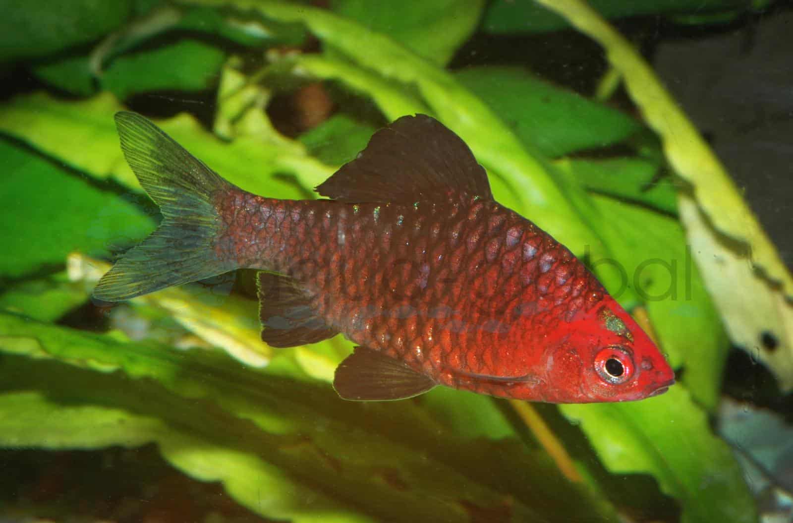 Purpurkopfbarbe (Pethia nigrofasciata)