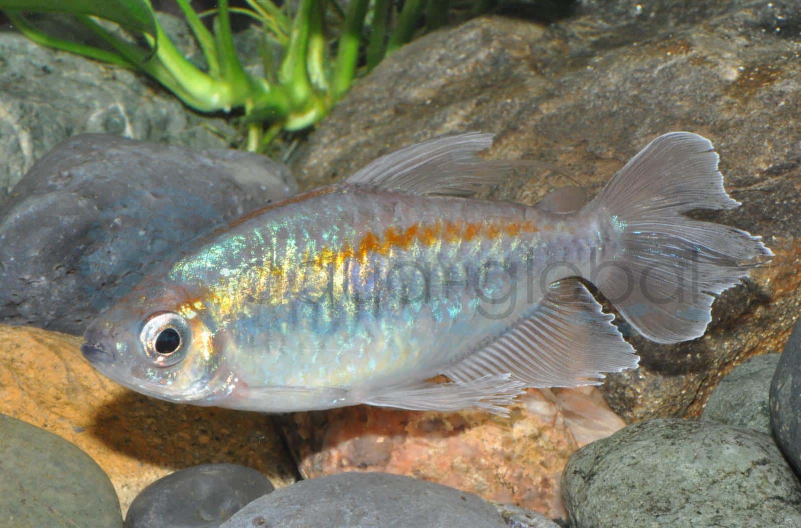 Kongosalmler (Phenacogrammus interruptus)