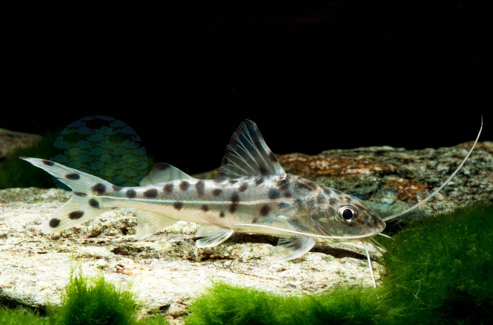 Engelsantennenwels (Pimelodus pictus)