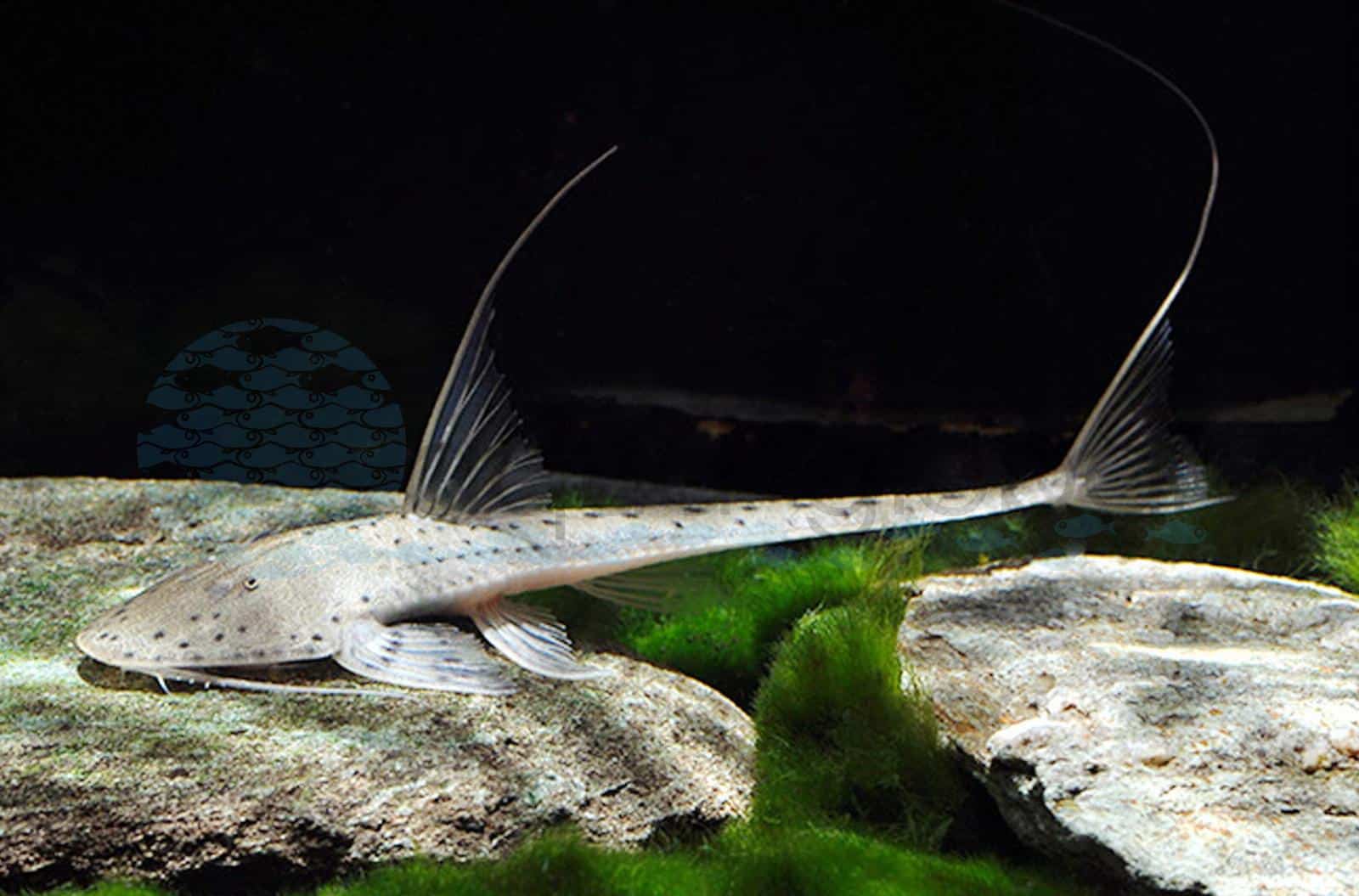 Rundkopf-Flunderharnischwels (Planiloricaria cryptodon)