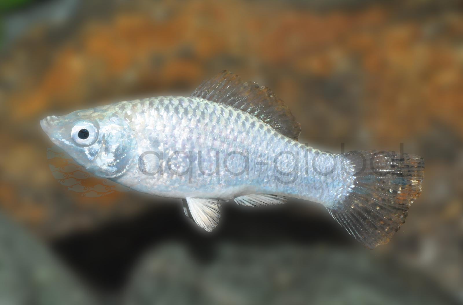 Silbermolly (Poecilia latipinna "Silber")