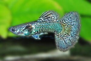 Guppy-Mann-Blue-Berry-Cobra