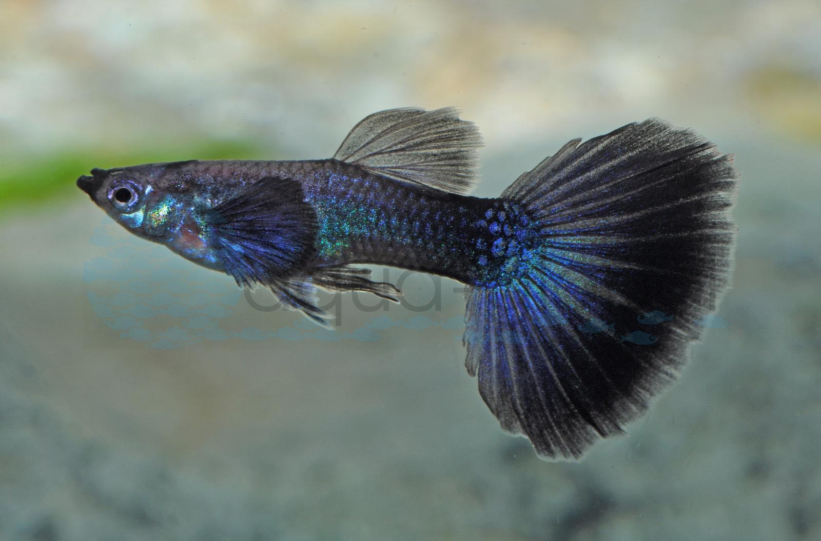 Guppy-Mann-Dark-Night (Poecilia reticulata "Dark-Night")