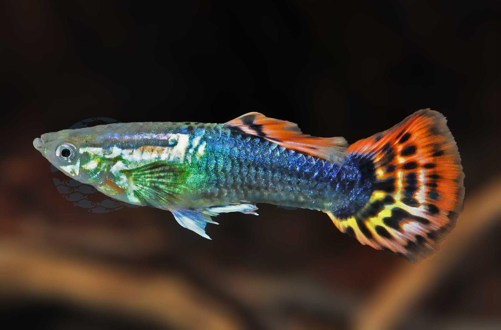 Guppy-Mann-Drachenkopf (Poecilia reticulata "Dragon Head")