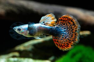 Guppy-Mann-Dumbo-Red-Dragon