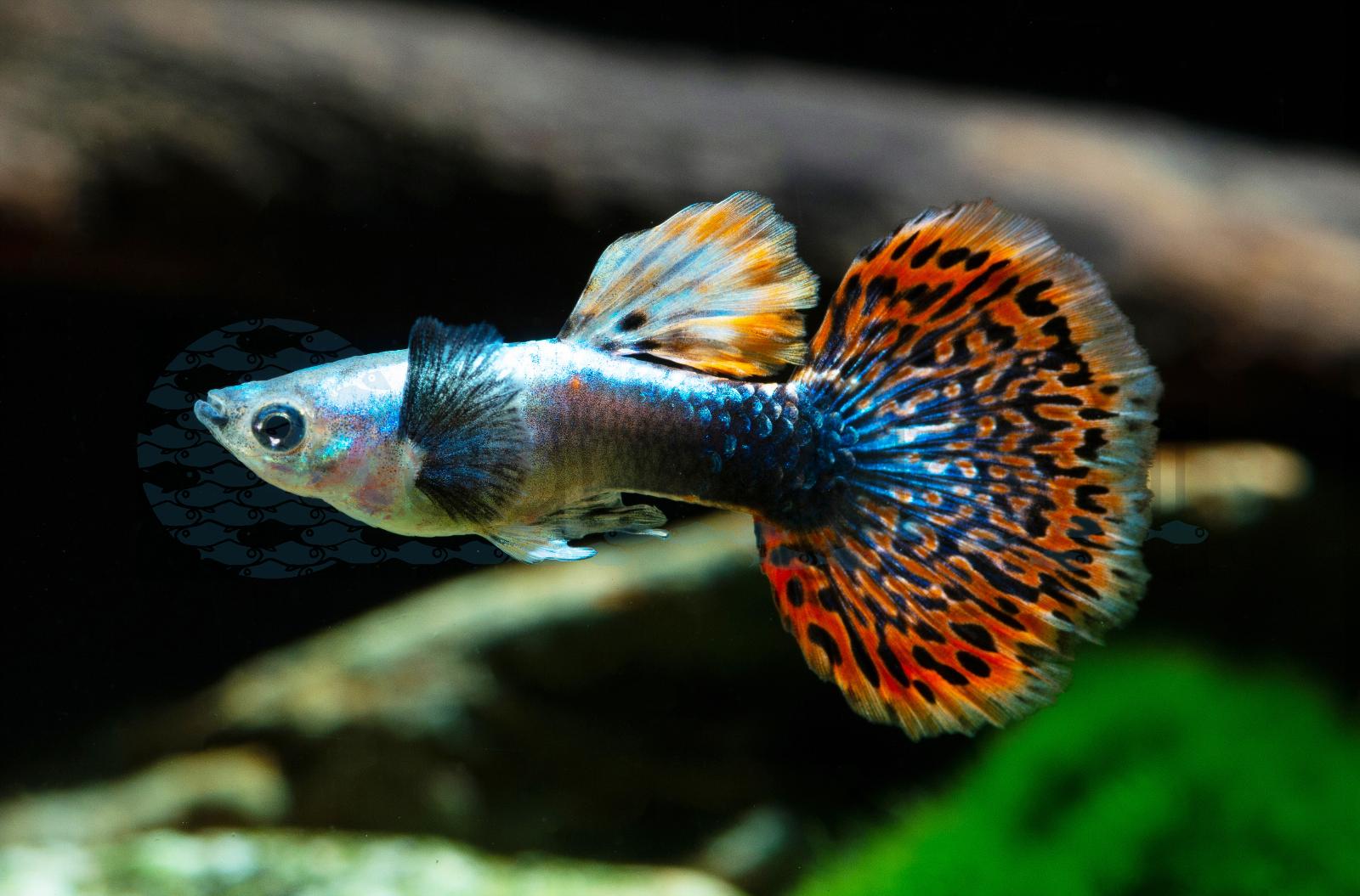 Guppy-Mann-Dumbo-Red-Dragon (Poecilia reticulata "Eleph. Ear Red Dragon")