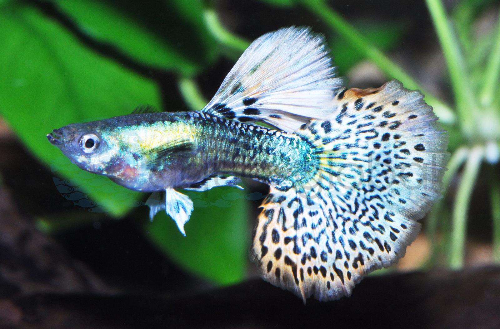 Guppy-Mann-Elephant Ear (Poecilia reticulata "Elephant Ear")