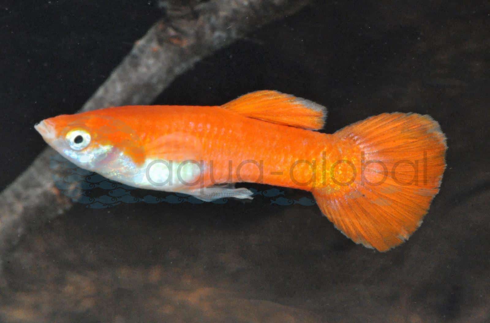 Guppy-Mann-Flamingo-Rot (Poecilia reticulata "Flamingo-Rot")