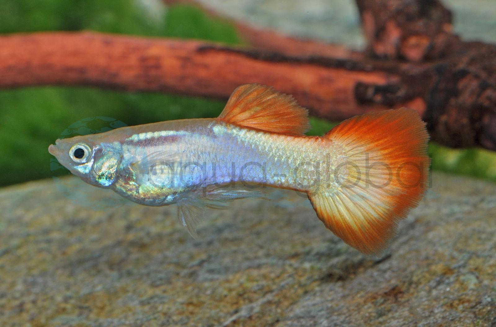 Guppy-Mann-Flamme (Poecilia reticulata "Flamme-BS")