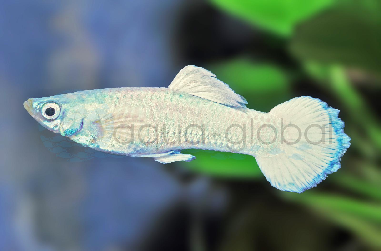 Guppy-Mann-Platinum (Poecilia reticulata "Full Platinum")