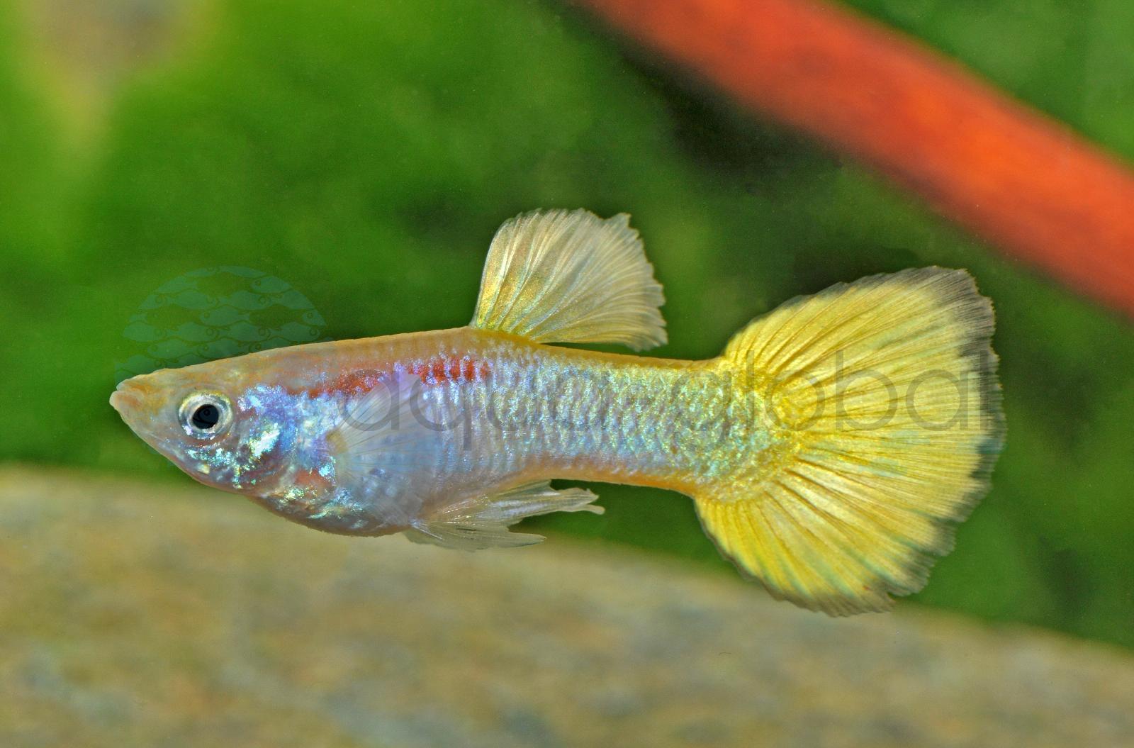 Guppy-Mann-Gold-Laser-Ray (Poecilia reticulata "Gold-Laser-BS")