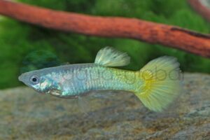 Guppy-Mann-Lemon