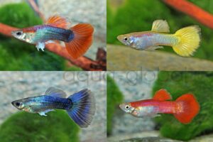 Guppy-Mann-Mix