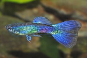 Guppy-Mann-Moskau-Blau-B